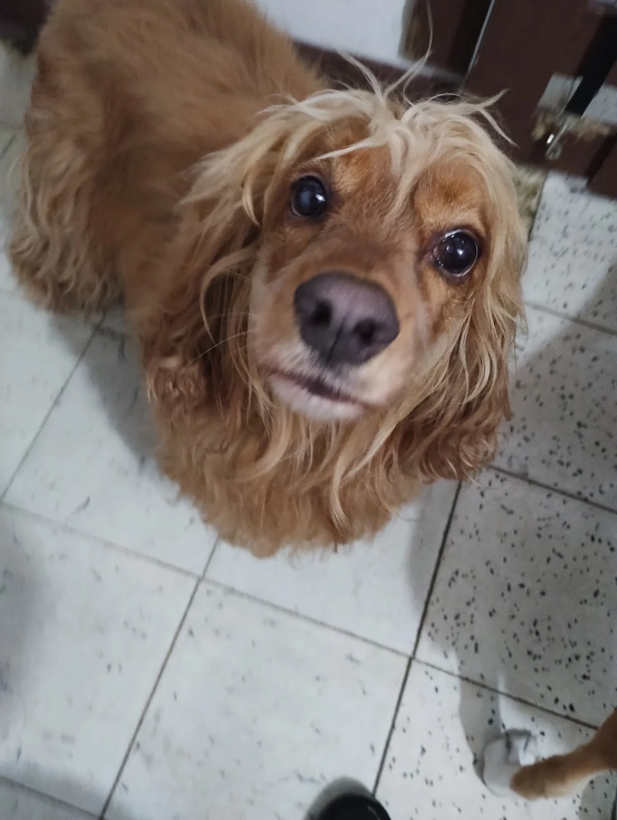 Animal Connection
