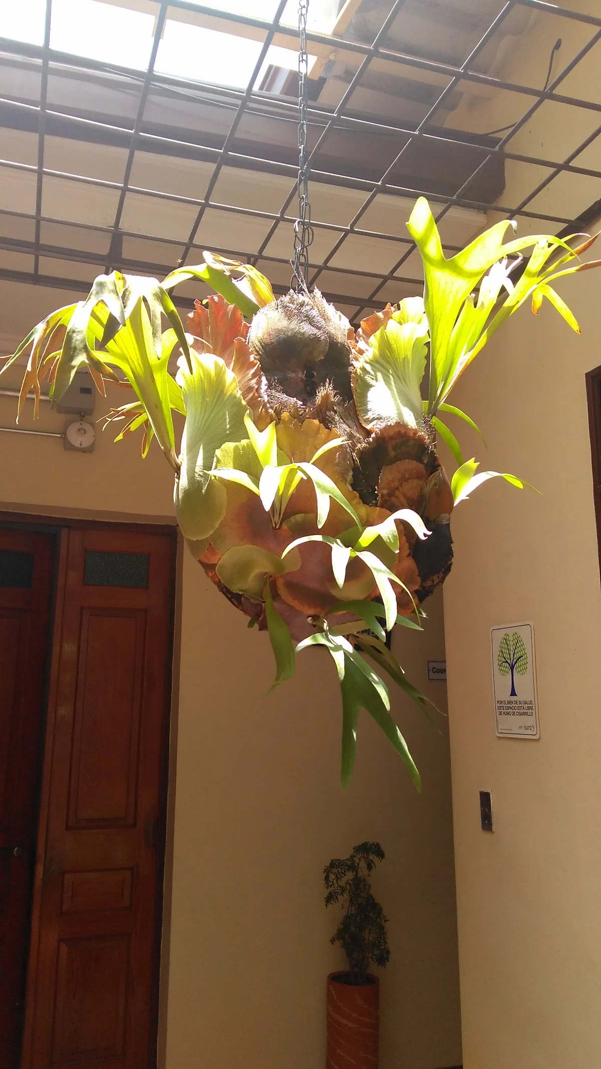 Asperla