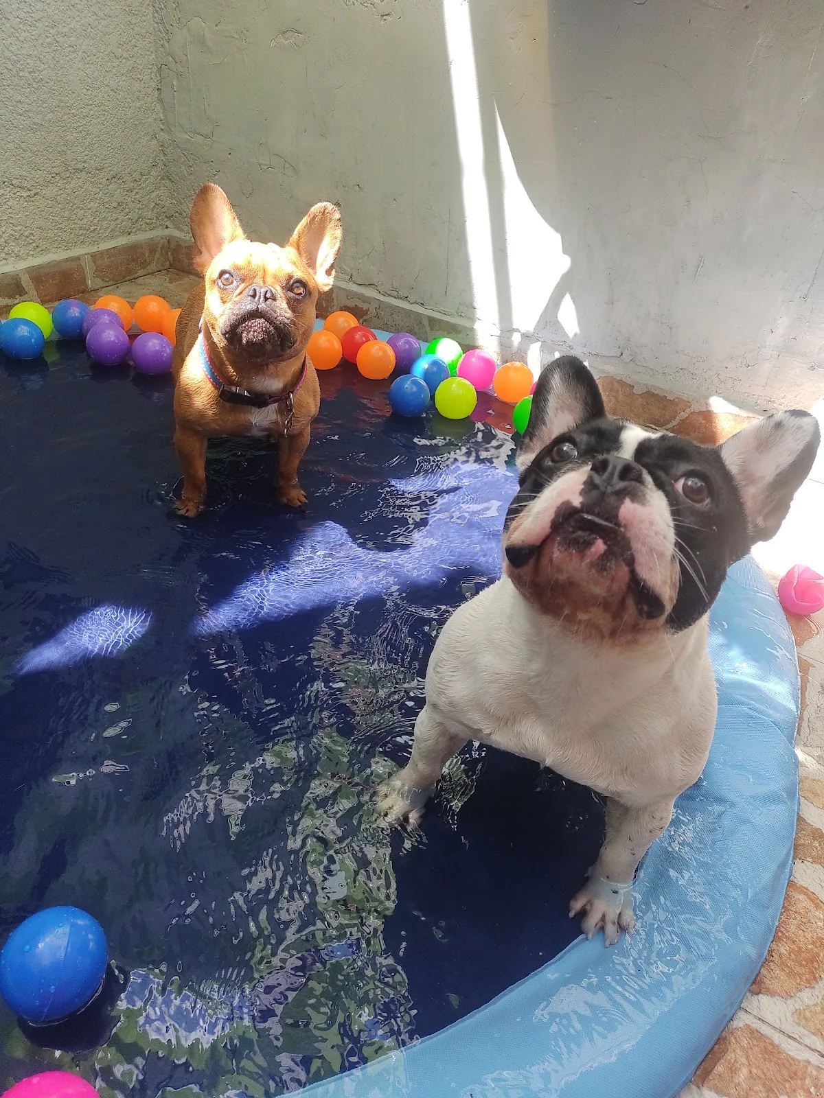 Las Nanas Guarderia Canina